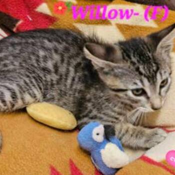 Willow -  Domestic Short Hair Cat for Adoption in Westminster, California - Willow | PetCurious