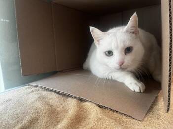 Sophie -  Domestic Short Hair Cat for Adoption in Stratham, New Hampshire - Sophie | PetCurious