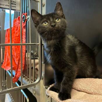 Goggles -  Domestic Short Hair Cat for Adoption in Bristol, Indiana - Goggles | PetCurious