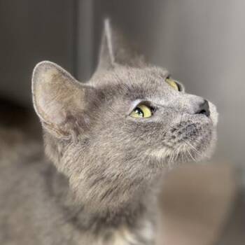 Viva -  Domestic Medium Hair Cat Available for Adoption in Atlanta, Georgia - Viva | PetCurious