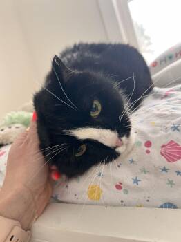 Domestic Short Hair Cats Available for Adoption in Albany, New York - Peepers | PetCurious