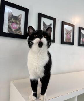 Rescue Domestic Short Hair Cats for Adoption in Chicago, Illinois - Felipe | PetCurious