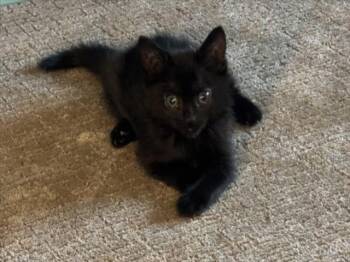 MORGAN LE FAY -  Domestic Short Hair Cat for Adoption in Las Vegas, Nevada - MORGAN LE FAY | PetCurious