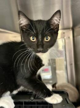 Fig -  Domestic Short Hair Cat for Adoption in Wichita, Kansas - Fig | PetCurious