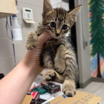 Glen -  Domestic Short Hair Cat for Adoption in Lufkin, Texas - Glen | PetCurious