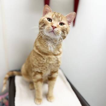 Carlisle - handsome loverboy -  Domestic Short Hair Cat Available for Adoption in Oshkosh, Wisconsin - Carlisle - Handsome Loverboy | PetCurious