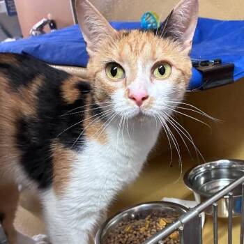 Calico Cats Available for Adoption - Kiwi | PetCurious