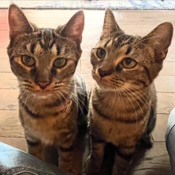 Rescue Tabby Cats for Adoption in New York, New York - Honey And Harlem | PetCurious
