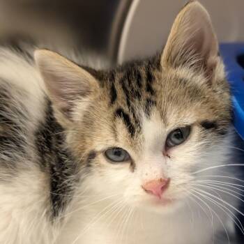 Oz -  Domestic Short Hair Cat for Adoption in Middlebury, Vermont - Oz | PetCurious