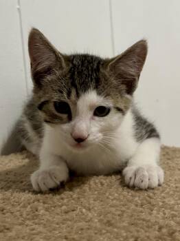 Christopher -  Domestic Short Hair Cat for Adoption in Andover, Connecticut - Christopher | PetCurious