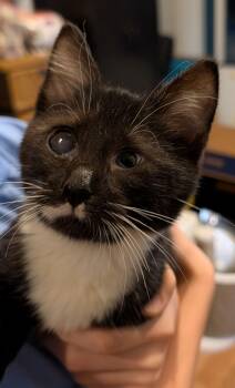 Domestic Short Hair Cats Available for Adoption - McFlurry 11.15.25 | PetCurious