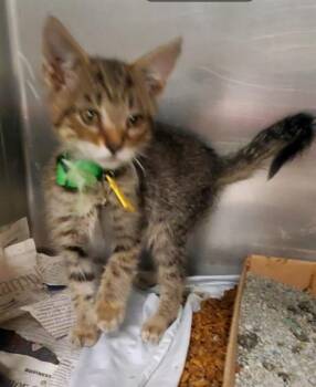 SEA SHELL -  Domestic Short Hair Cat Available for Adoption in St. Louis, Missouri - SEA SHELL | PetCurious