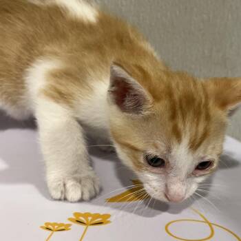 Muffin -  Domestic Short Hair Cat for Adoption in Tampa, Florida - Muffin | PetCurious