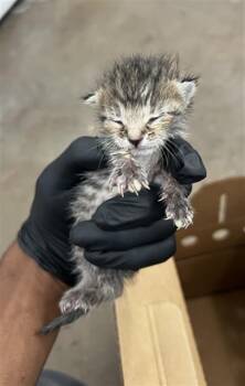 CARLA -  Domestic Medium Hair Cat for Adoption in Dallas, Texas - CARLA | PetCurious