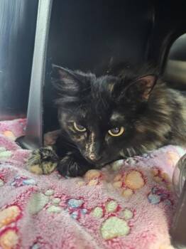 Prancer -  Domestic Long Hair Cat for Adoption in Kennewick, Washington - Prancer | PetCurious