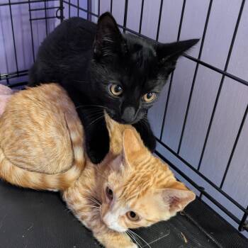 Pomni -  Domestic Short Hair Cat for Adoption in Redwood Valley, California - Pomni | PetCurious