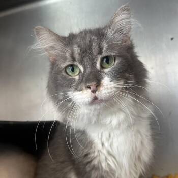 EP -  Domestic Short Hair Cat for Adoption in Chicago, Illinois - EP | PetCurious