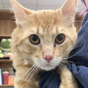 Domestic Short Hair Cats Available for Adoption in Las Cruces, New Mexico - Murdock | PetCurious
