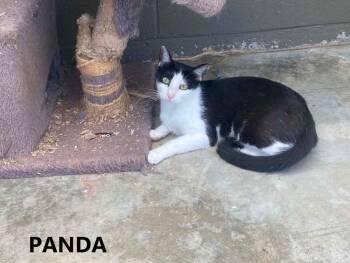 Panda -  Domestic Short Hair Cat for Adoption in Washington, Georgia - Panda | PetCurious