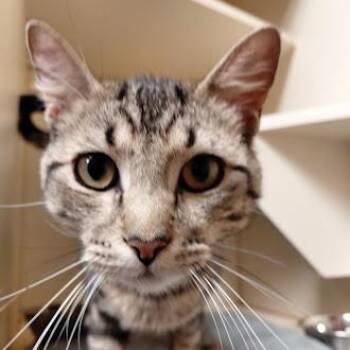 Ryan -  Domestic Short Hair Cat for Adoption in Germantown, Tennessee - Ryan | PetCurious