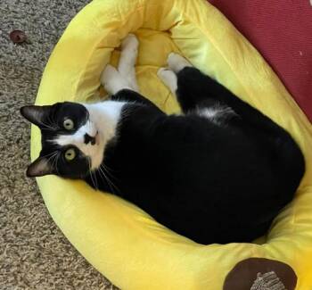 Domestic Short Hair Cats Available for Adoption in Plano, Texas - Oreo RJ | PetCurious