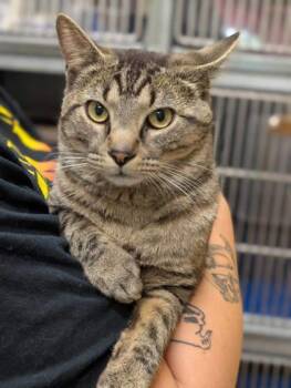 Rescue Domestic Short Hair Cats for Adoption in La Harpe, Kansas - Huckleberry | PetCurious