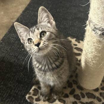 Gertrude -  Domestic Short Hair Cat Available for Adoption in Shelbyville, Indiana - Gertrude | PetCurious