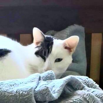 Domestic Short Hair Cats Available for Adoption in Salt Lake City, Utah - Millcreek | PetCurious