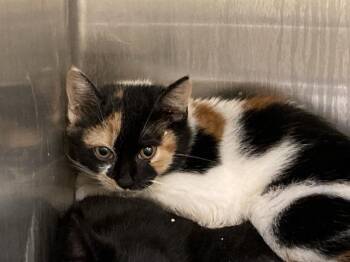 LENNON -  Domestic Short Hair Cat for Adoption in Tustin, California - LENNON | PetCurious