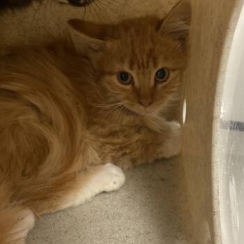 Hollywood -  Domestic Medium Hair Cat for Adoption in Reno, Nevada - Hollywood | PetCurious