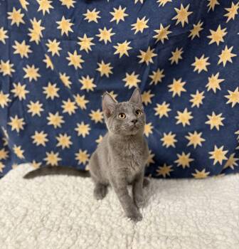 Rescue Domestic Short Hair Cats for Adoption in Upper Sandusky, Ohio - Gilligan | PetCurious