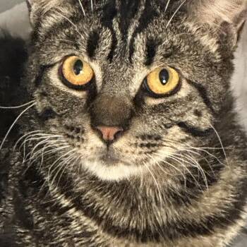 Eddie & Wilbur (bonded pair) -  Tabby Cat for Adoption in Sacramento, California - Eddie & Wilbur (bonded Pair) | PetCurious