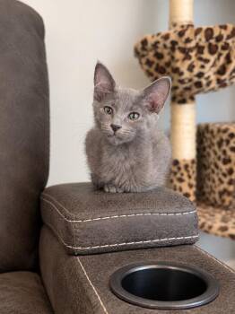 Naomi -  Domestic Long Hair Cat for Adoption in Millcreek, Utah - Naomi | PetCurious