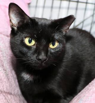 Tulip -  Domestic Short Hair Cat for Adoption in Cincinnati, Ohio - Tulip | PetCurious
