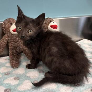 Domestic Short Hair Cats Available for Adoption in Mount Vernon, Indiana - Swiss Roll | PetCurious