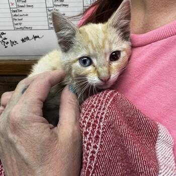 Hemi -  Exotic Shorthair Cat for Adoption in Carlin, Nevada - Hemi | PetCurious