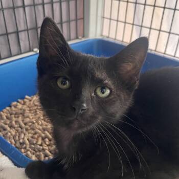 JD -  Domestic Short Hair Cat for Adoption in Chicago, Illinois - JD | PetCurious