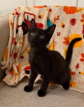 Bourbon -  Domestic Short Hair Cat for Adoption in Mokena, Illinois - Bourbon | PetCurious
