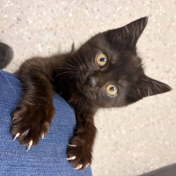 Zaria -  Domestic Short Hair Cat for Adoption in Bryan, Ohio - Zaria | PetCurious