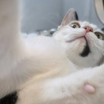 Miffy -  Domestic Short Hair Cat for Adoption in Pittsburgh, Pennsylvania - Miffy | PetCurious