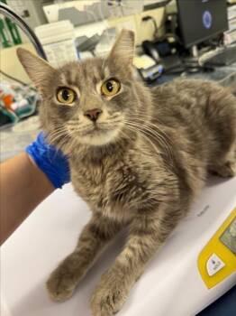 Domestic Medium Hair Cats Available for Adoption in Woodland, California - *PRECIOUS | PetCurious