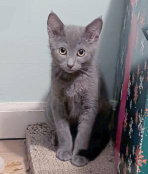 Micah -  Domestic Short Hair Cat for Adoption in Parkville, Missouri - Micah | PetCurious
