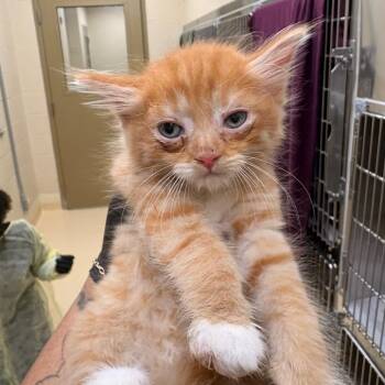 Scrambled Eggs -  Domestic Short Hair Cat for Adoption in Winston-salem, North Carolina - Scrambled Eggs | PetCurious