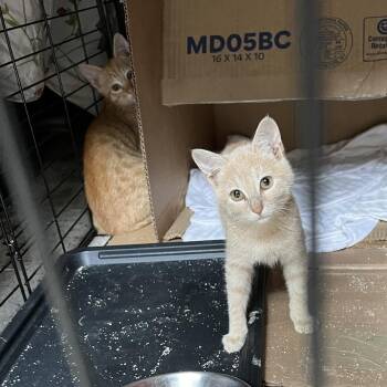 Peaches aka Pear -  Domestic Short Hair Cat for Adoption in New York, New York - Peaches Aka Pear | PetCurious