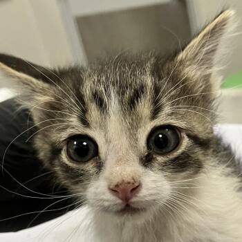 Archer -  Domestic Short Hair Cat for Adoption in Las Cruces, New Mexico - Archer | PetCurious
