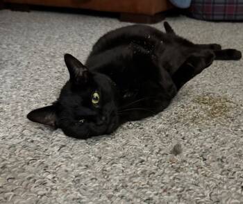 Rescue Domestic Short Hair Cats for Adoption in Rutherfordton, North Carolina - Baby Pearl (Courtesy Post) | PetCurious