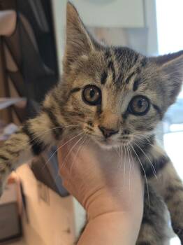 Domestic Short Hair Cats Available for Adoption in Bossier City, Louisiana - Dexter | PetCurious