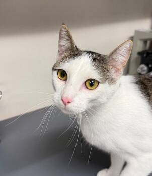 Mars -  Domestic Short Hair Cat for Adoption in Yankton, South Dakota - Mars | PetCurious