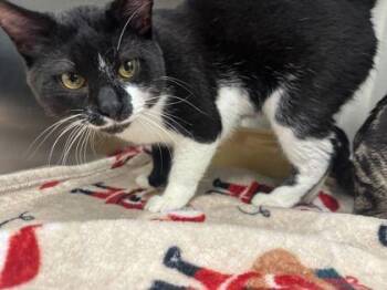 Domestic Short Hair Cats Available for Adoption in Kansas City, Missouri - Figaro | PetCurious