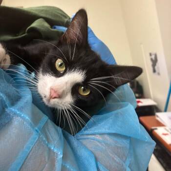 Turner -  Domestic Short Hair Cat for Adoption in Philadelphia, Pennsylvania - Turner | PetCurious